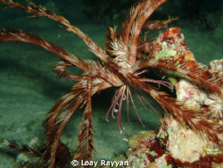The Walking Feather Star by Loay Rayyan 